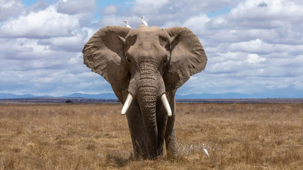 Quel matériel est adapté à la photographie des animaux sauvages ?